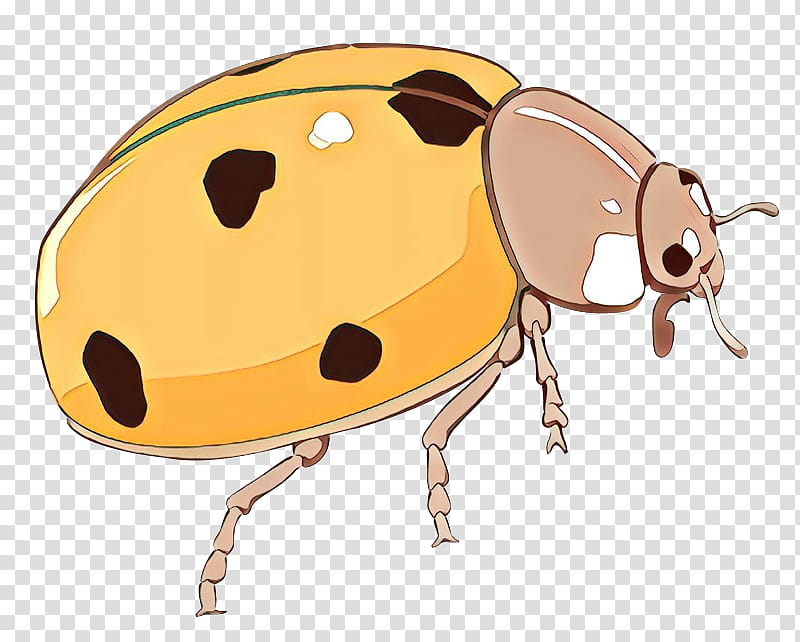 Bird, Weevil, Insect, Snout, Pest, Lady Bird, Cartoon, Beetle transparent background PNG clipart