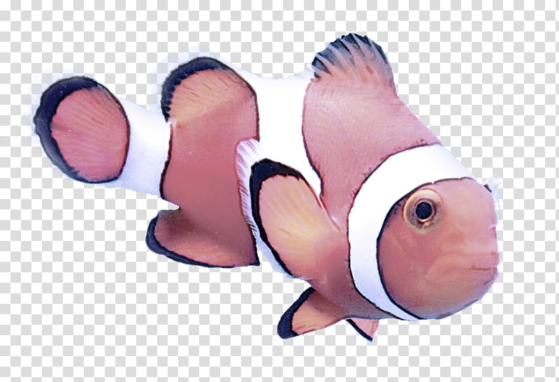 anemone fish clownfish fish pink pomacentridae, Cartoon, Nose, Snout, Seafood transparent background PNG clipart