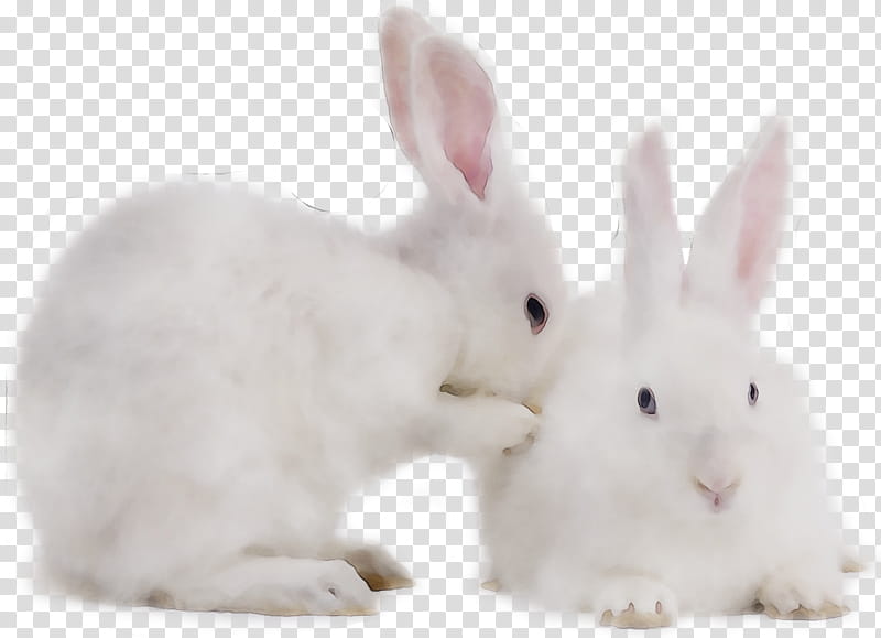 Easter Bunny, Hare, Whiskers, Rabbit, Rabbits And Hares, White, Snowshoe Hare, Arctic Hare transparent background PNG clipart