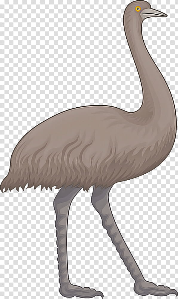 bird greater flamingo ratite crane-like bird beak, Cranelike Bird, Whooping Crane, Emu, Flightless Bird, Water Bird, Sandhill Crane transparent background PNG clipart