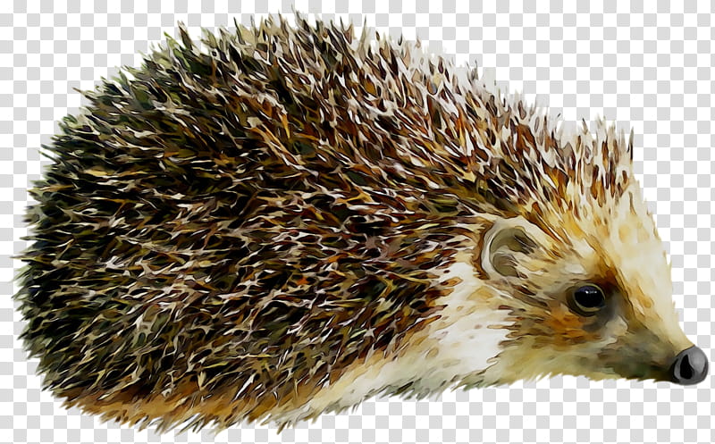Hedgehog Hedgehog, Echidna, Erinaceidae, Porcupine, Domesticated Hedgehog, New World Porcupine, Snout, Monotreme transparent background PNG clipart