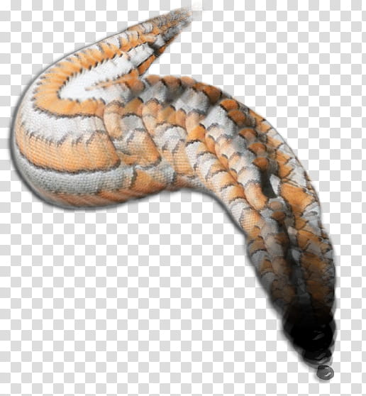 Snake, Snakes, Hognose Snake, Western Hognose Snake, Kingsnakes, Reptile, Animal, Worm transparent background PNG clipart