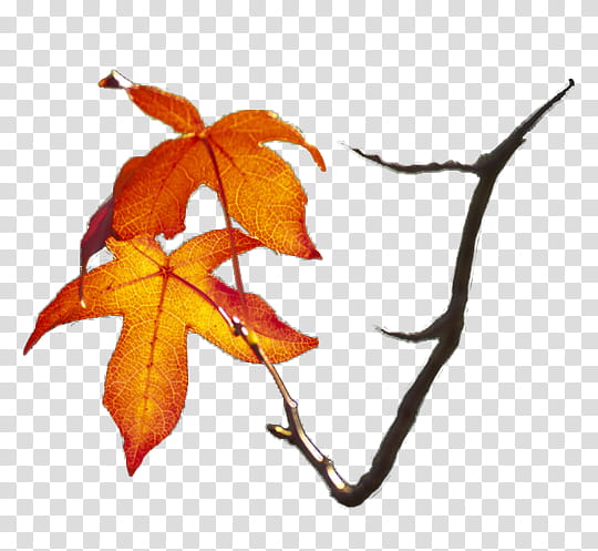 Autumn, orange oak tree leaf illustration transparent background PNG clipart