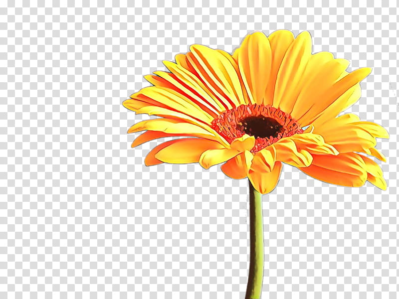 Sunflower, Cartoon, Barberton Daisy, Gerbera, Orange, Yellow, Plant, Petal transparent background PNG clipart