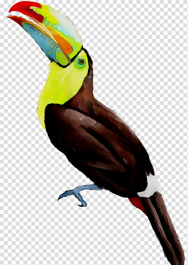 Hornbill Bird, Toucan, Parrot, Beak, Feather, Piciformes, Coraciiformes transparent background PNG clipart