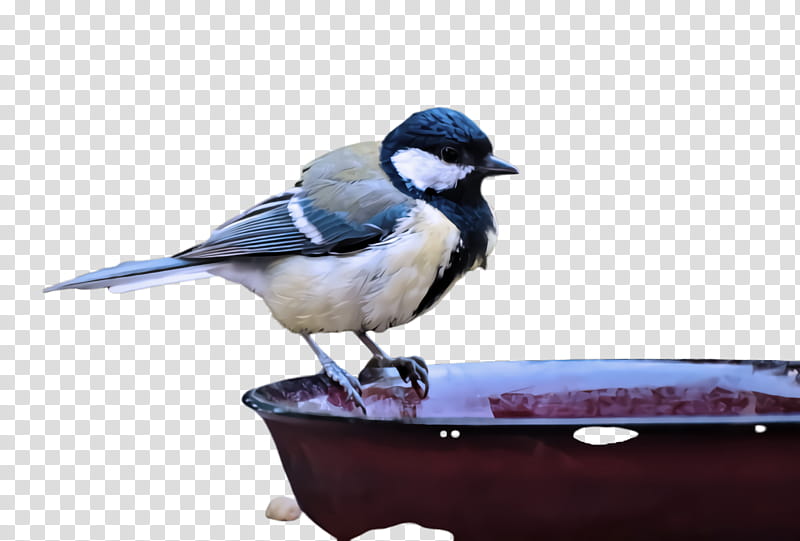 bird blue jay beak jay songbird, Perching Bird, Chickadee, Leg, Black Capped Chickadee, Advertising transparent background PNG clipart