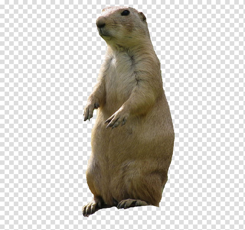 is a prairie dog a groundhog