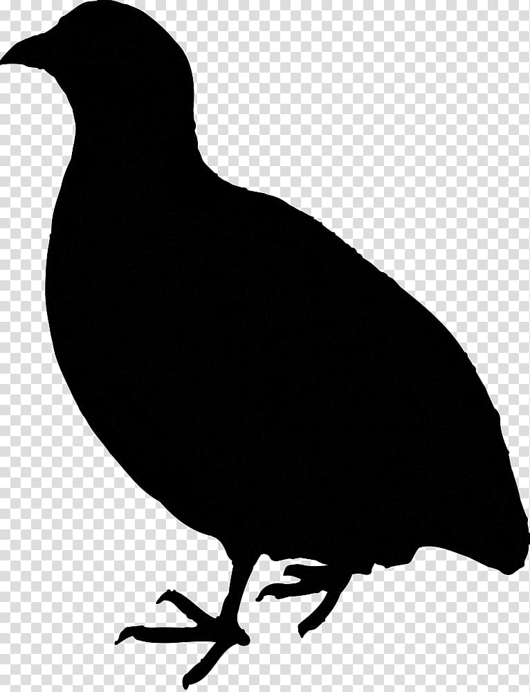 Facebook Silhouette, Visual Arts, Landfowl, Magazine, Shadow Play, L214, Bird, Beak transparent background PNG clipart