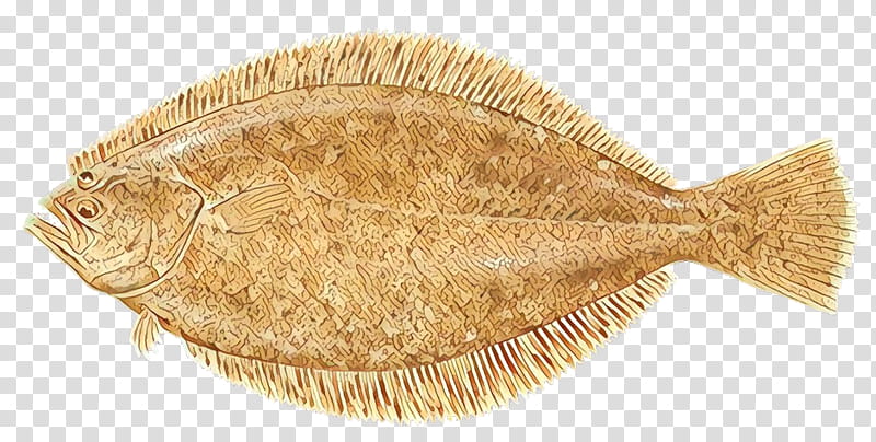 flatfish sole fish fish flounder transparent background PNG clipart