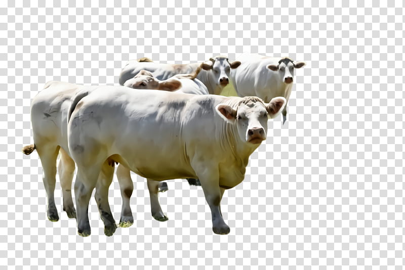 bovine herd live cow-goat family animal figure, Live, Cowgoat Family, Snout, Bull, Dairy Cow transparent background PNG clipart