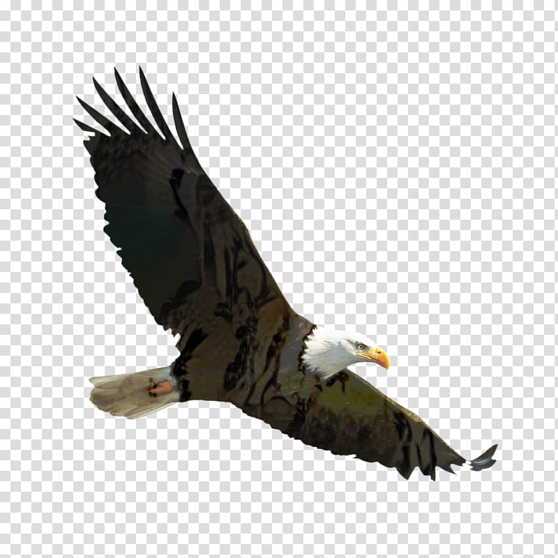 Sea Bird, Bald Eagle, Tennessee, Garuda, Flight, Beak, Bird Of Prey, Golden Eagle transparent background PNG clipart