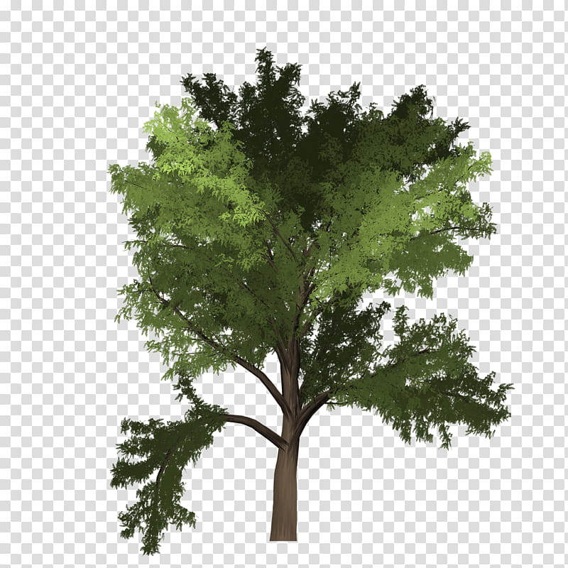 Family Tree, Black Locust, Music , Perennial Plant, Woody Plant, Leaf, Branch, Biome transparent background PNG clipart