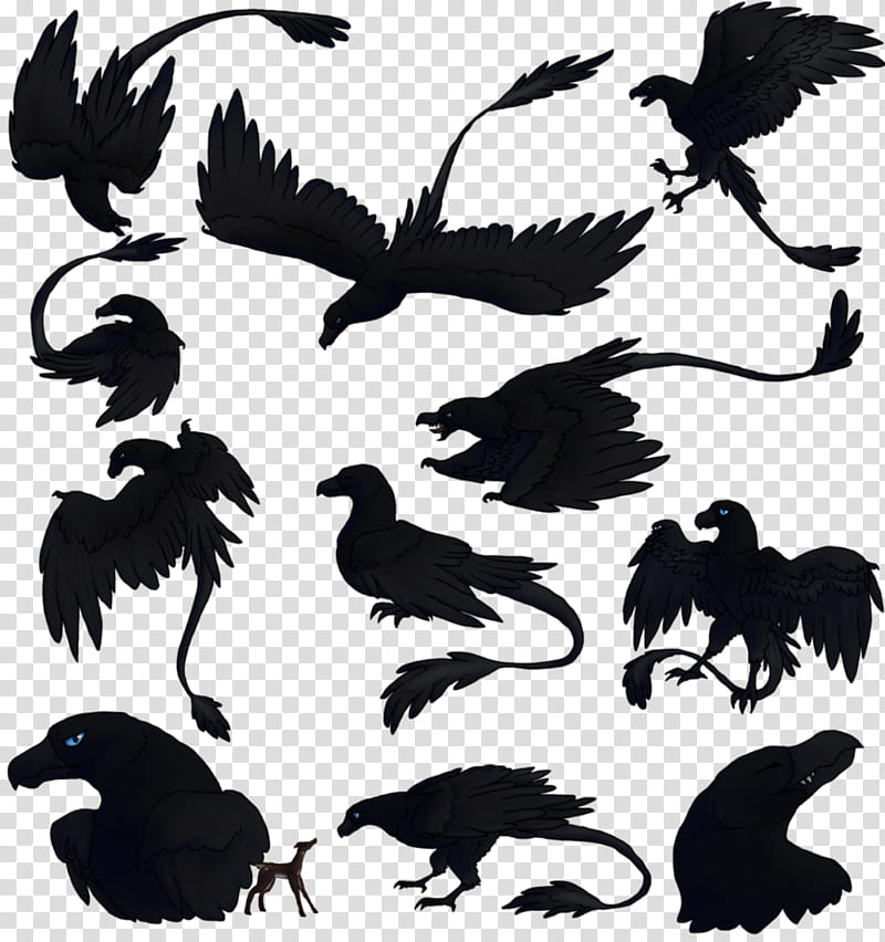 Bird Silhouette, Wildlife M, Beak, Feather, Black And White
, Crow, Wing, Crow Like Bird transparent background PNG clipart