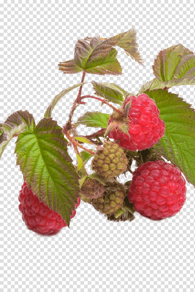 Family Tree, Raspberry, Red Raspberry Leaf, Fruit, Berries, Tea, Blue Raspberry Flavor, Strawberry transparent background PNG clipart