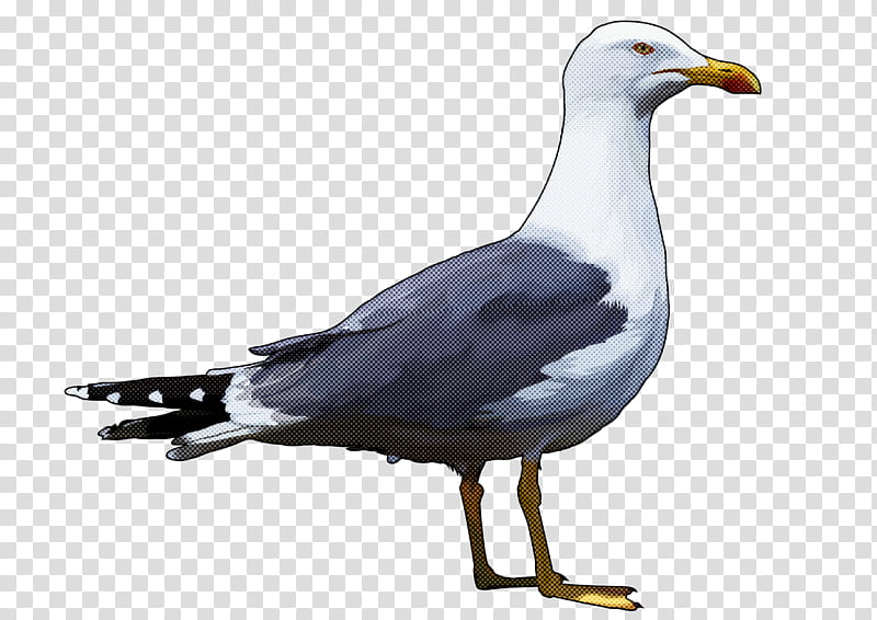 bird gull european herring gull beak western gull, Great Blackbacked Gull, Seabird, Pigeons And Doves transparent background PNG clipart