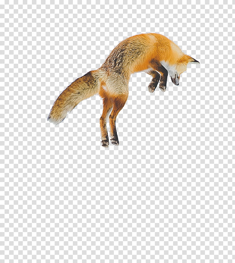 New s, adult fox transparent background PNG clipart