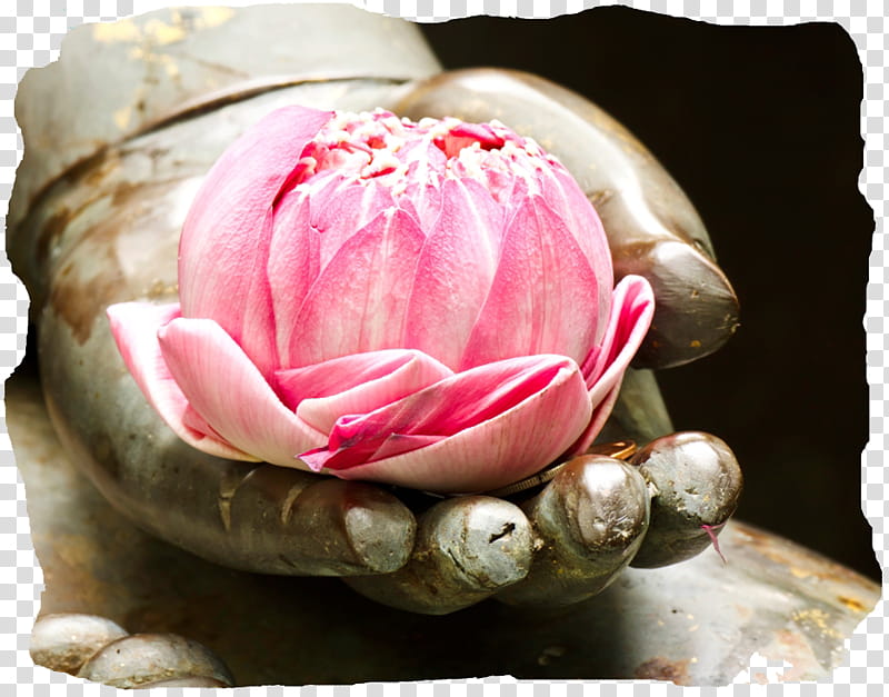 Pink Flower, Buddhism, Sacred Lotus, Tian Tan Buddha, Buddharupa, Lotus Position, Meditation, Zen transparent background PNG clipart