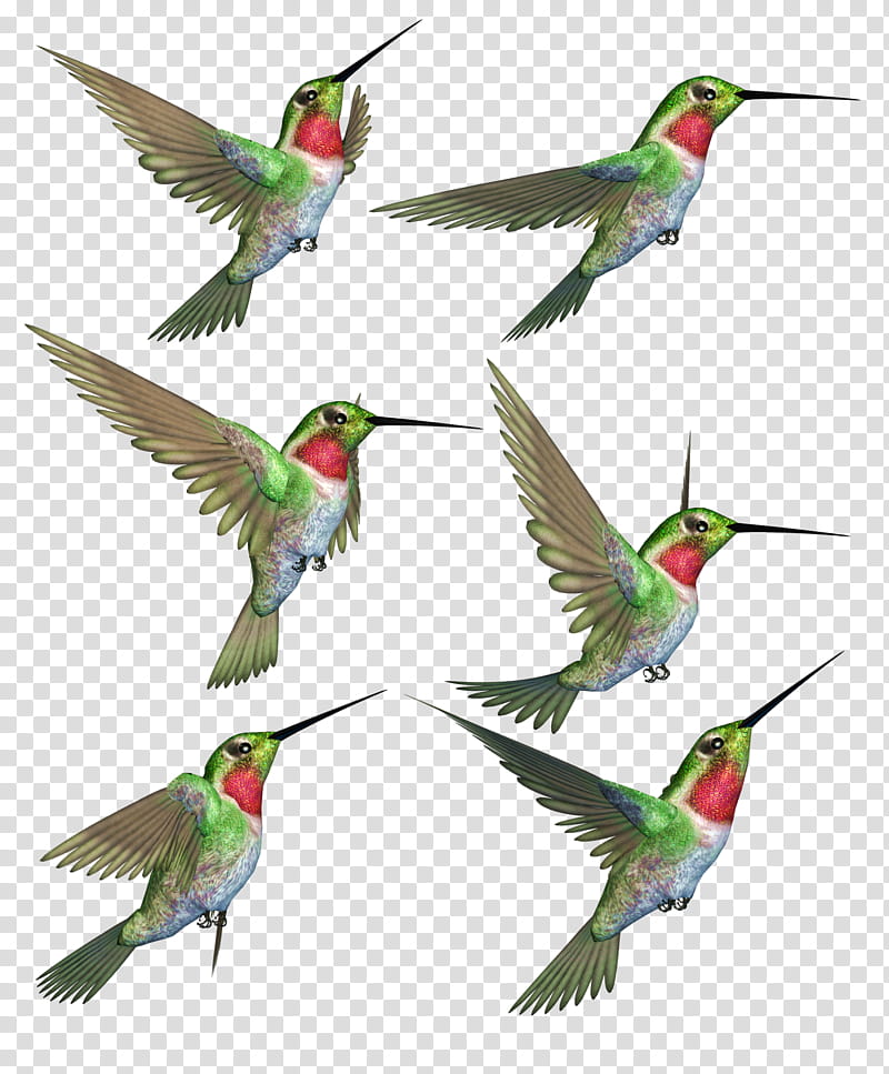 Humming Birds  transparent background PNG clipart