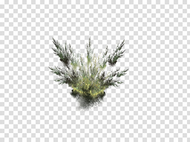 Aquatic Plants in, green plant transparent background PNG clipart