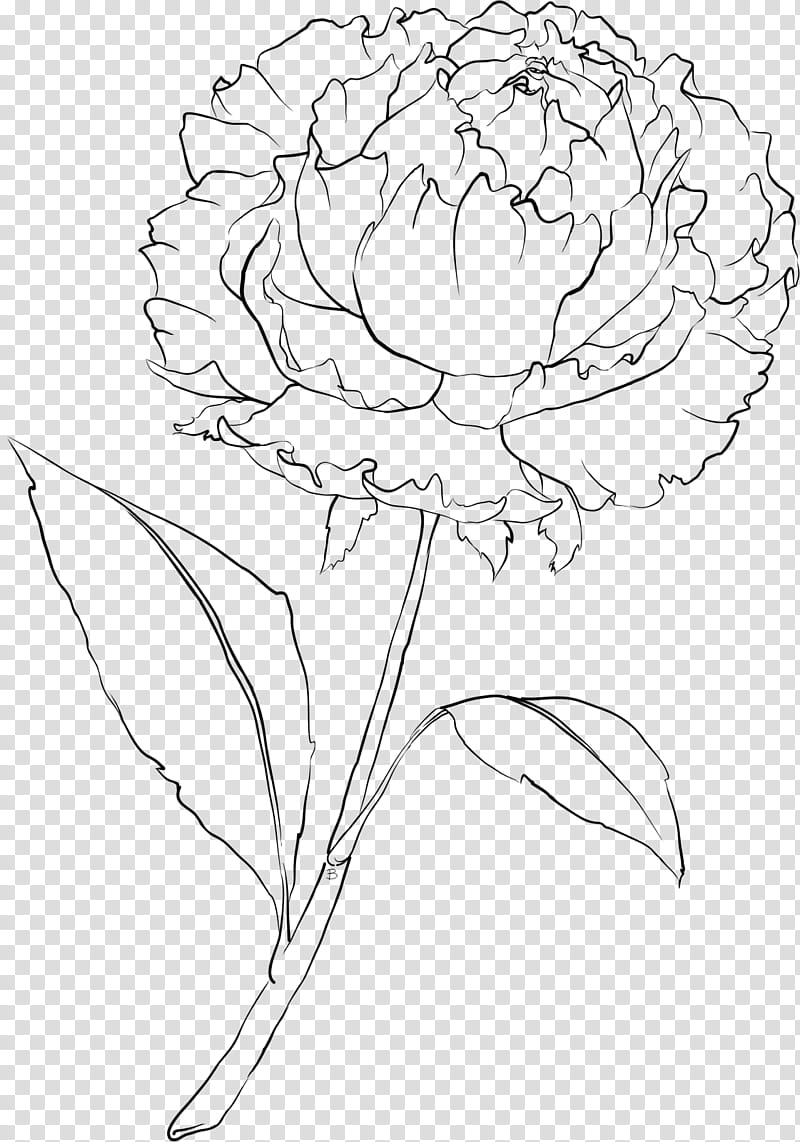 Watercolor Flower, Drawing, Peony, Coloring Book, Watercolor Painting, Line Art, Moutan Peony, Peony transparent background PNG clipart
