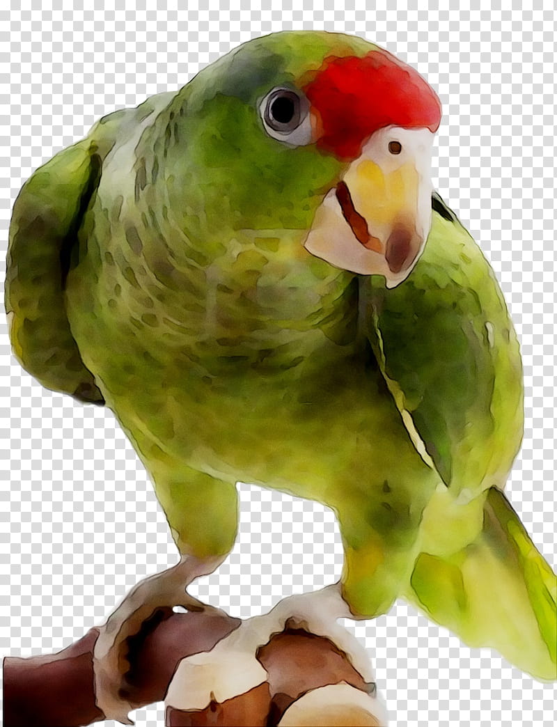 Bird Parrot, Lovebird, Parakeet, Pet, Beak, Budgie, Perico, Lorikeet transparent background PNG clipart