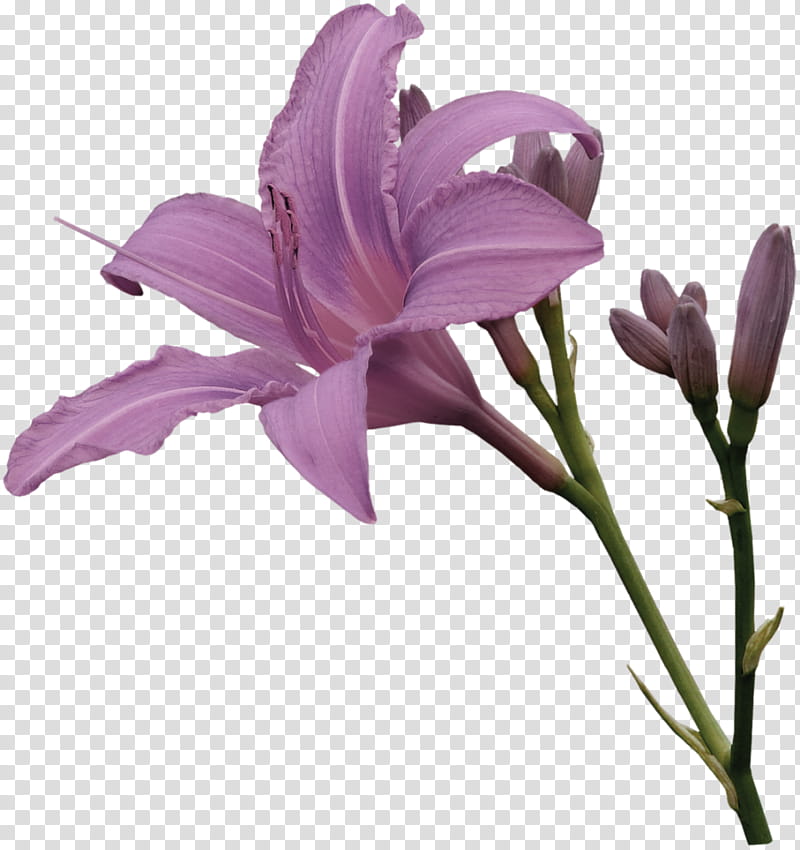 Flowers, Drawing, Lily, Raster Graphics, Violet, Purple, Plant, Lilac transparent background PNG clipart