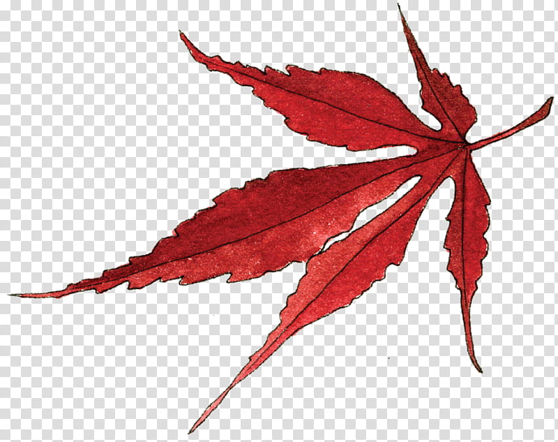 red maple leaf outline