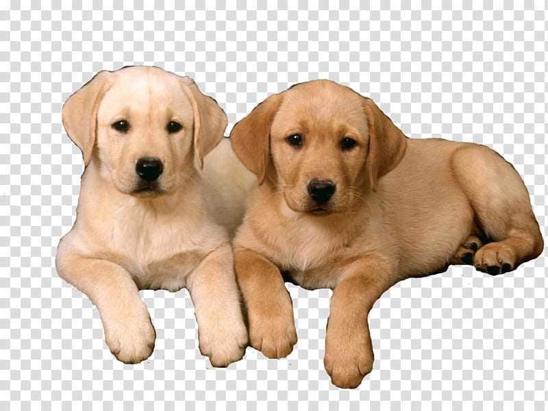 Summer, two yellow Labrador retriever puppies transparent background PNG clipart