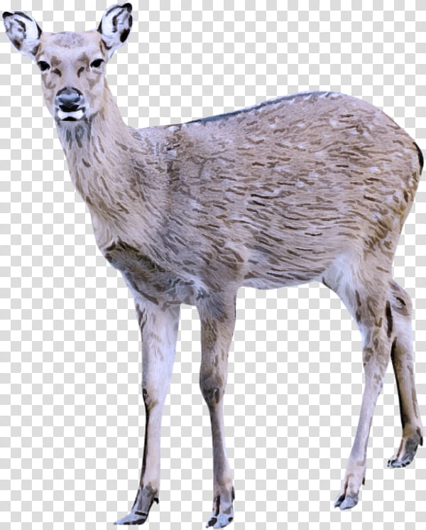 deer wildlife musk deer roe deer hunting decoy, Fawn, Whitetailed Deer transparent background PNG clipart