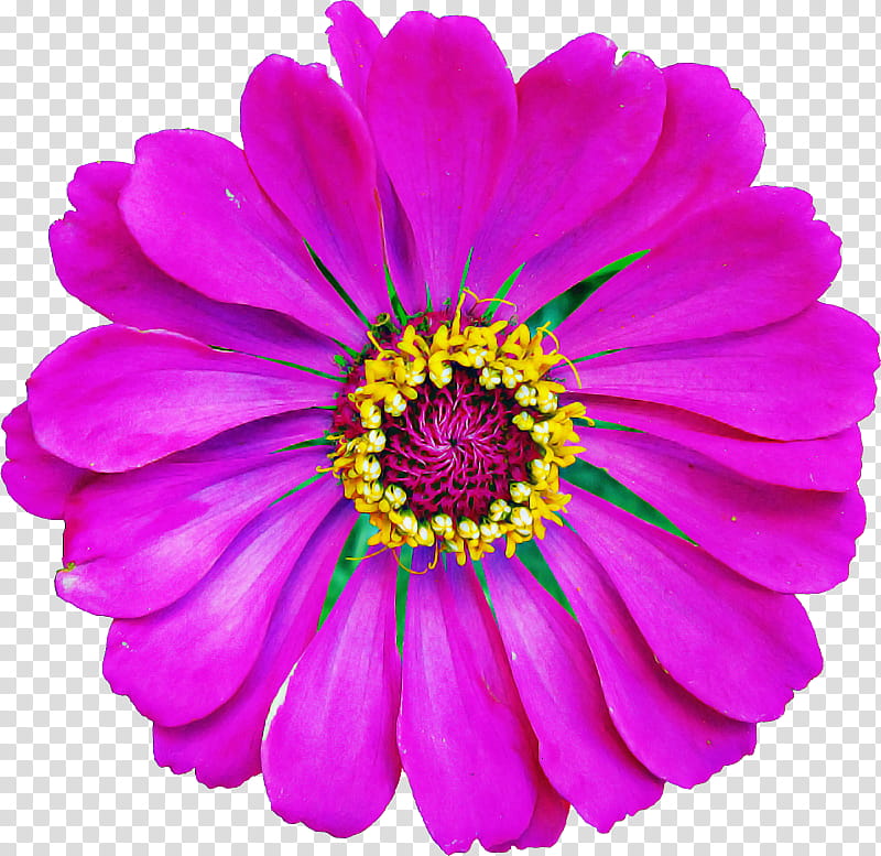 flower petal violet barberton daisy purple, Plant, Gerbera, Pink, China Aster, Zinnia, African Daisy, Cut Flowers transparent background PNG clipart
