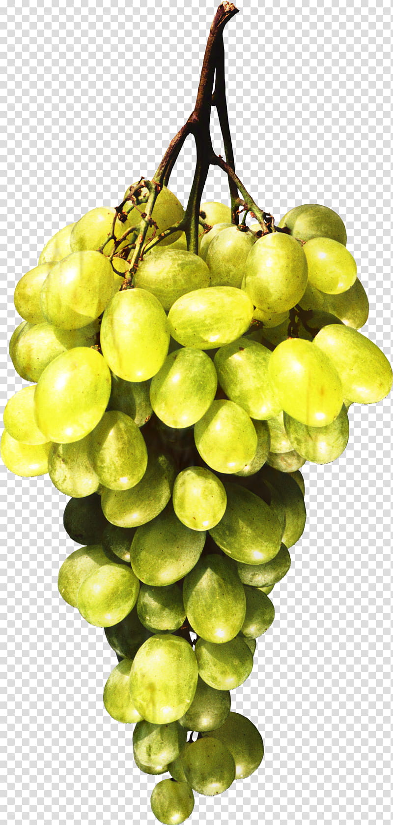 Background Family Day, Seedless Fruit, Trifon Zarezan Day, Grape, Tryphon Respicius And Nympha, Sultana, Grapevine Family, Plant transparent background PNG clipart
