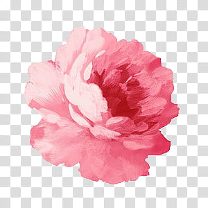 Aesthetic pink mega , pink rose painting transparent background PNG clipart