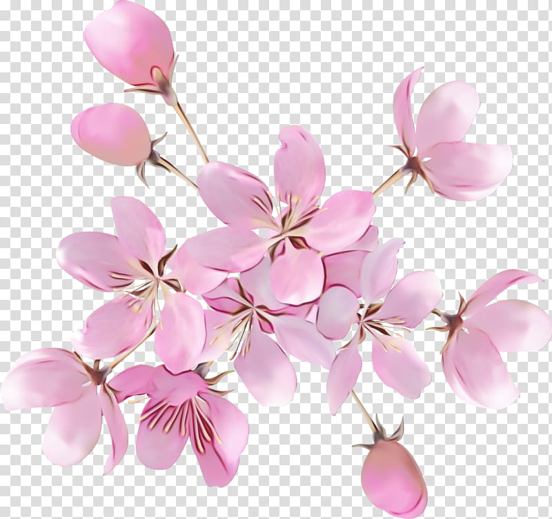 Cherry blossom, Watercolor, Paint, Wet Ink, Stau150 Minvuncnr Ad, Petal, Cherries, Plants transparent background PNG clipart