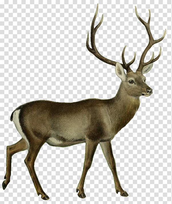 Reindeer, Red Deer, Whitetailed Deer, Moose, Deer Hunting, Roe Deer, Silhouette, Antler transparent background PNG clipart