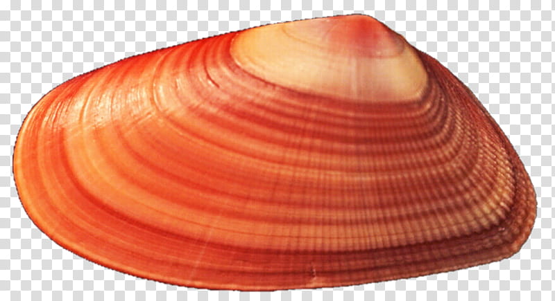 Orange Mussel Seashell transparent background PNG clipart