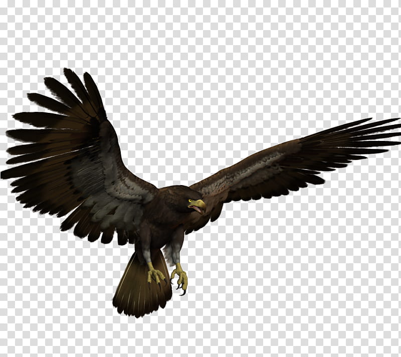 E S Eagle, flying Harris's hawk illustration transparent background PNG clipart