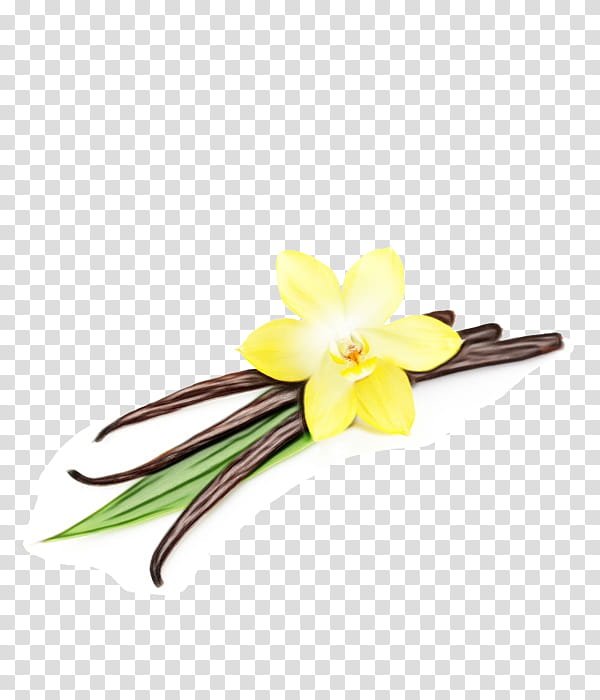 yellow flower frangipani vanilla plant, Watercolor, Paint, Wet Ink, Petal, Flowering Plant, Cut Flowers, Fashion Accessory transparent background PNG clipart