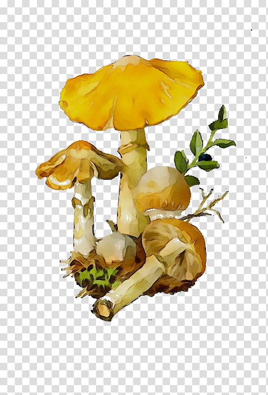 Mushroom, Fungus, Suillus Luteus, Cortinarius Caperatus, Edible Mushroom, Fly Agaric, Russula Virescens, Drawing transparent background PNG clipart