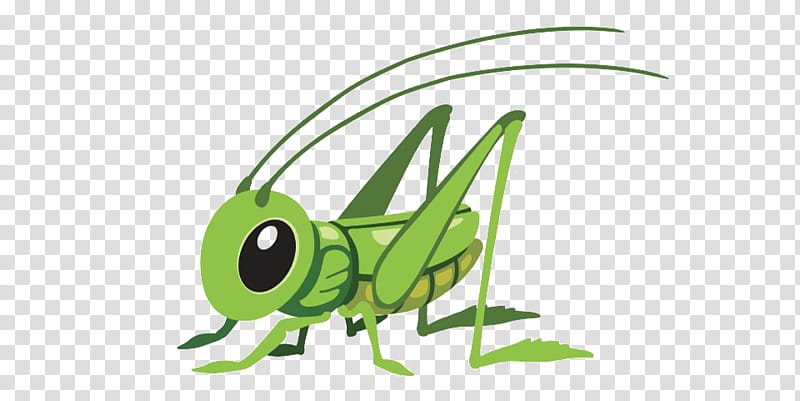 Cartoon Book, Grasshopper, Cartoon, Coloring Book, Cricket, Caelifera, Handpainted Grasshopper, M 0d transparent background PNG clipart