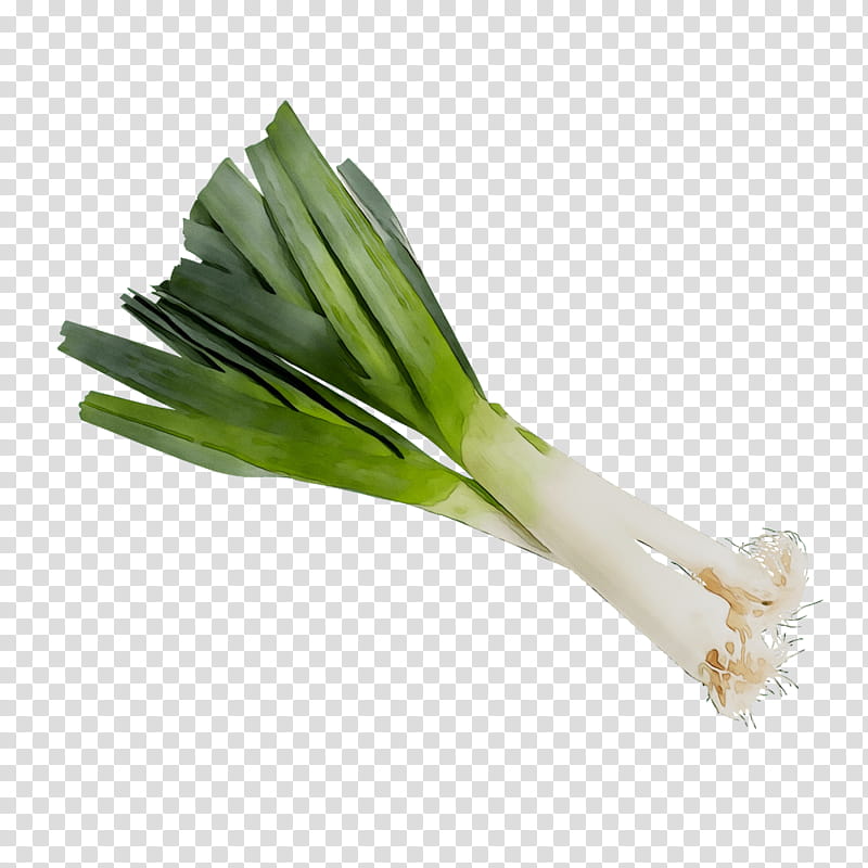 Elephant, Leek, Welsh Onion, Scallion, Ramp, Vegetable, Garlic, Shallots transparent background PNG clipart