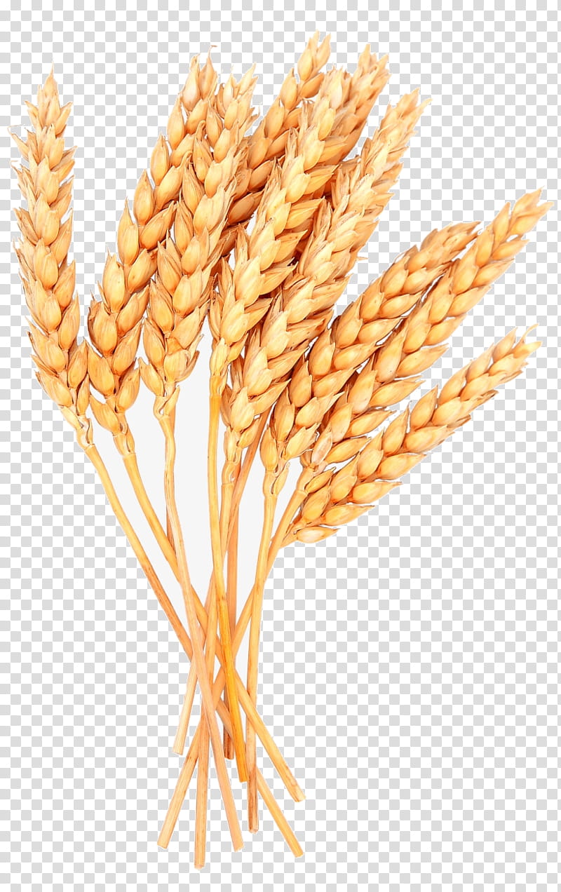 Wheat, Whole Grain, Food Grain, Gluten, Grass Family, Plant, Triticale, Oat transparent background PNG clipart