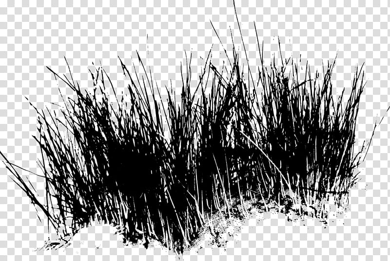 Drawing Of Family, Black White M, Grasses, Branching, Grass Family, Tree, Plant, Blackandwhite transparent background PNG clipart