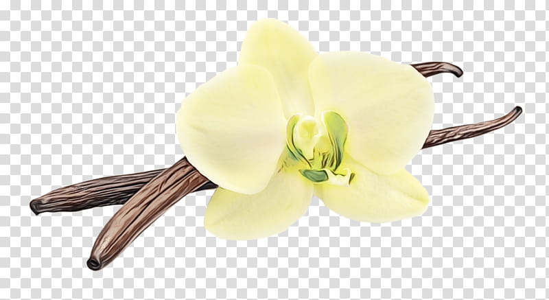 flower plant vanilla yellow flowering plant, Watercolor, Paint, Wet Ink, Petal, Amaryllis Belladonna, Moth Orchid, Dendrobium transparent background PNG clipart
