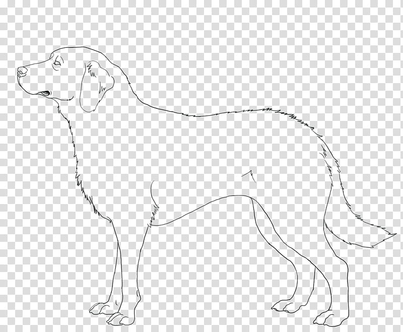 Chesapeake Bay Retriever Line Art, adult short-coated dog illustration transparent background PNG clipart