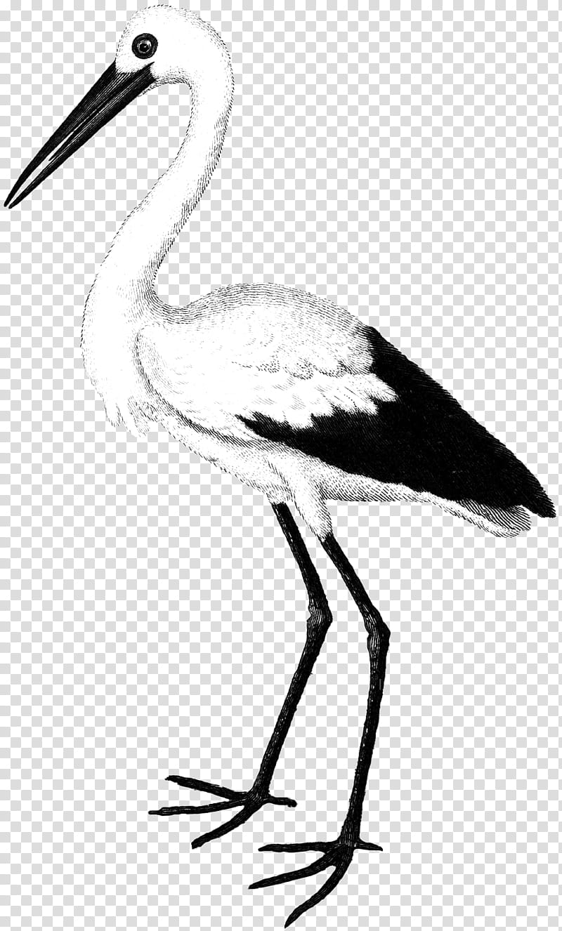 Crane Bird, White Stork, Alamy, Drawing, Peafowl, 1000000, Painting, Feather transparent background PNG clipart