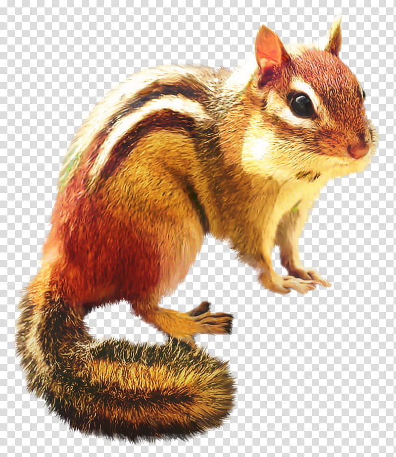 Fox, Chipmunk, Squirrel, Fox Squirrel, Tail, Snout, Animal, Eastern Chipmunk transparent background PNG clipart