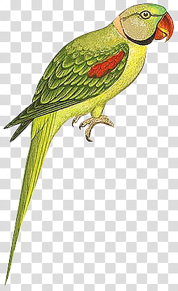 mochizuki birds, green rose-ringed parakeet transparent background PNG clipart