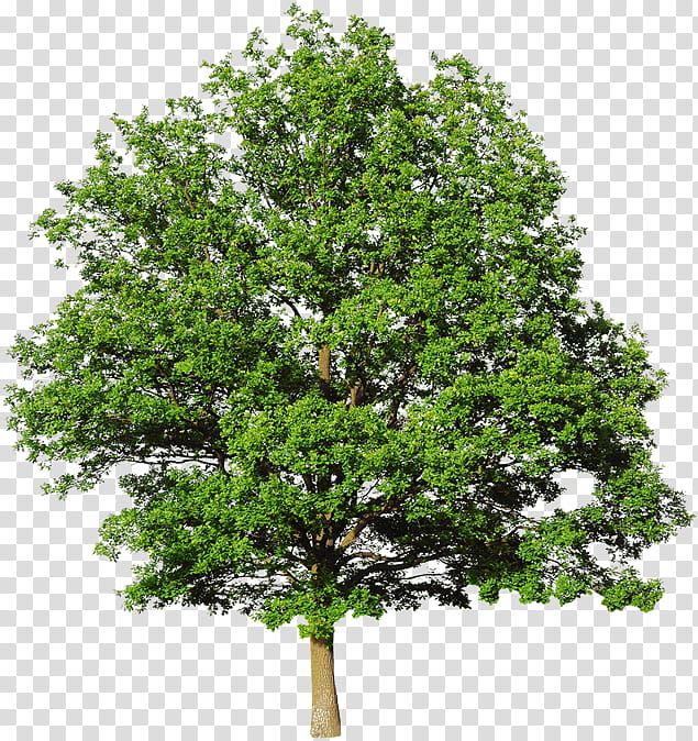 Family Tree, Oak, White Oak Tree, Mature Oak Tree, Shrub, Plant, Woody Plant, Branch transparent background PNG clipart