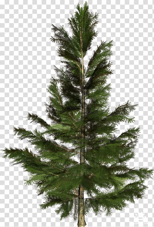 Christmas Black And White, Spruce, Pine, Conifers, Tree, Sprucepinefir, Shrub, Larch transparent background PNG clipart