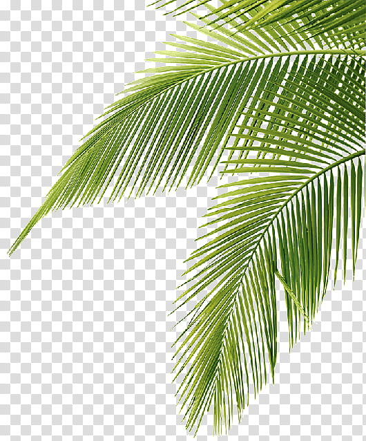 Date Tree Leaf, Palm Trees, Sago Palm, Asian Palmyra Palm, Palm Branch, Date Palm, Coconut, Palmleaf Manuscript transparent background PNG clipart